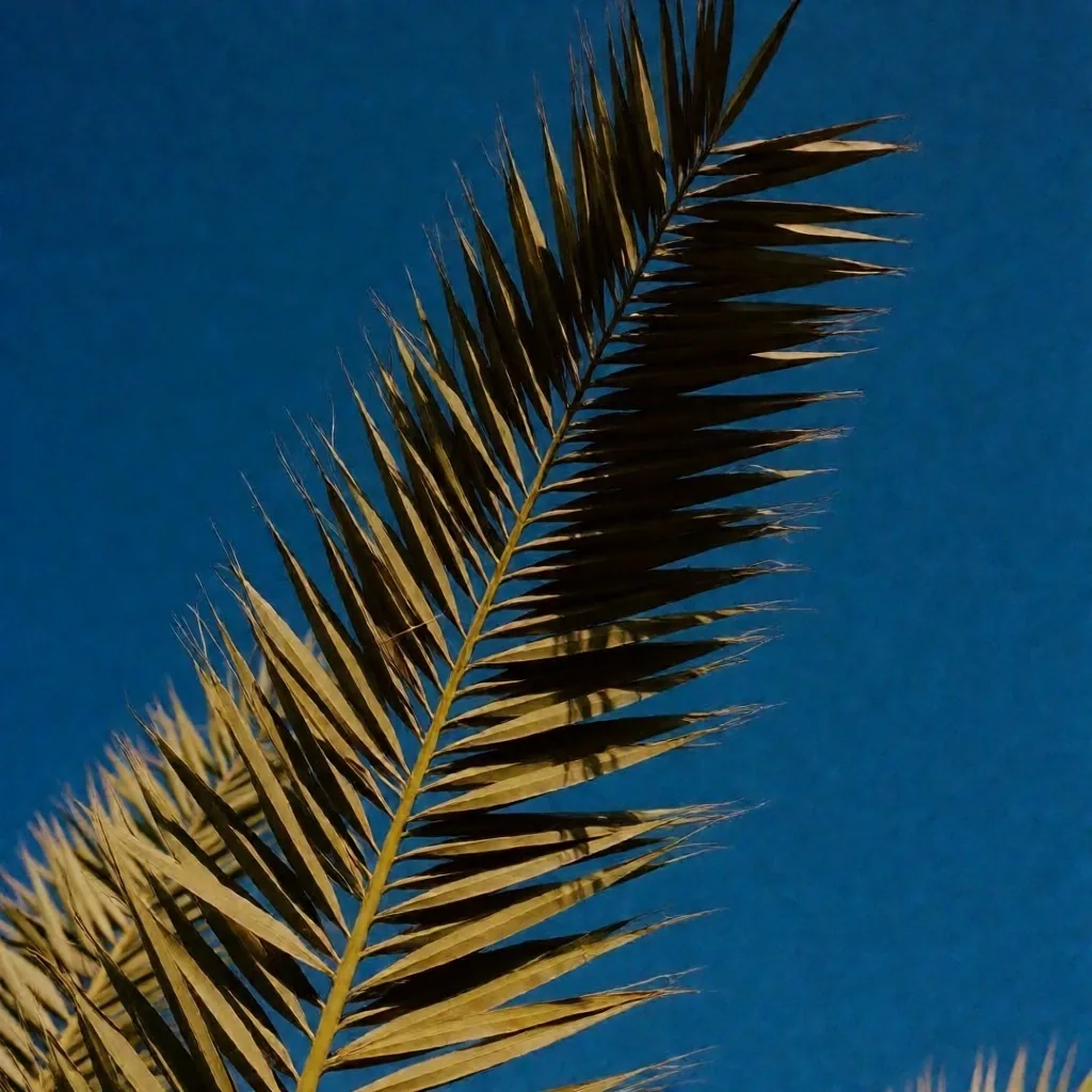 Date palm frond against sky